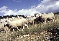 Projekt kalktriften 03.jpg