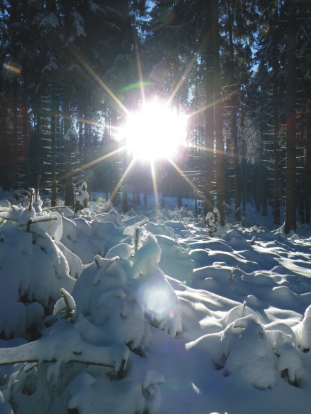 Datei:Winter in der Egge b.jpg