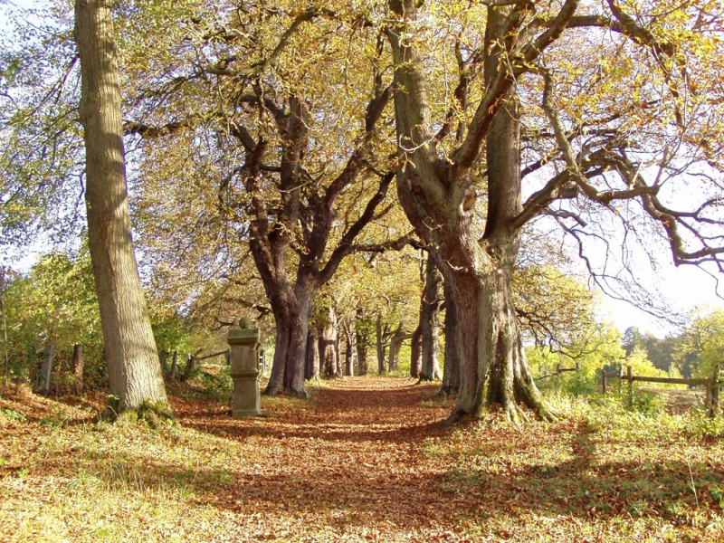 Datei:Willebadessen-Herbst-Hoppenberg.jpg