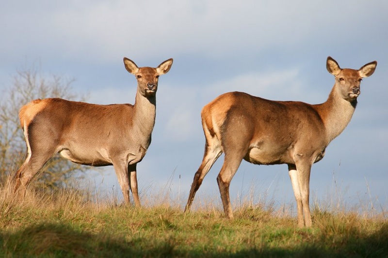 Datei:WW SB1 095.JPG