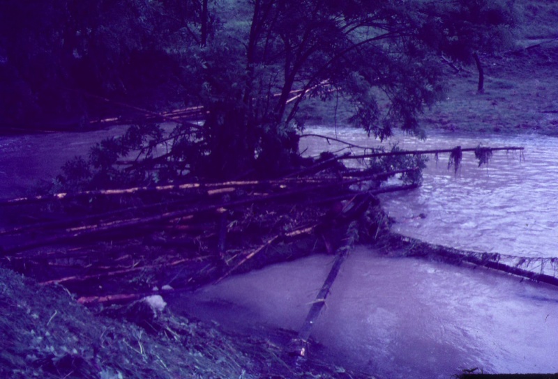 Datei:Treibgut Holzstämme.JPG