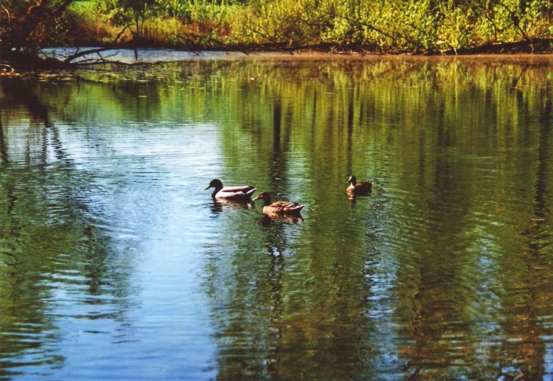 Datei:Ententeich am Skulpturenpark.JPG