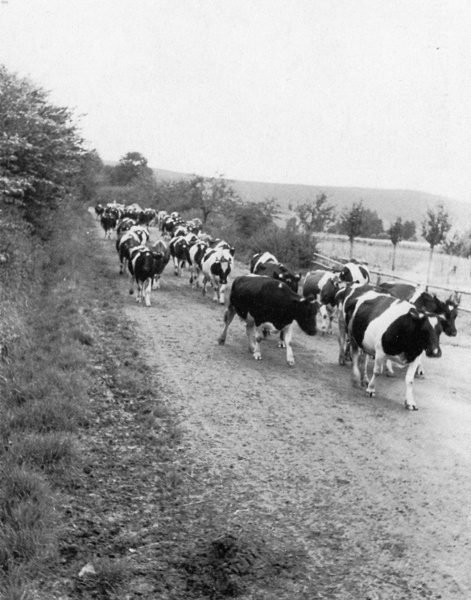 Datei:Kuhherde an der Bruchstraße.jpg