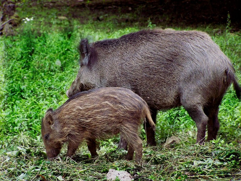 Datei:WW SB1 009.JPG