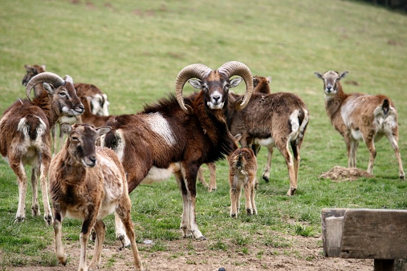 Datei:WW SB1 040.JPG